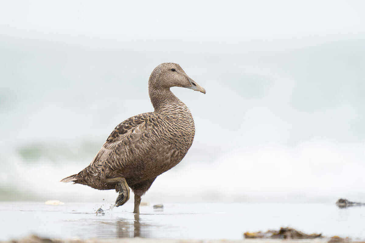 eiderdaune1.jpg__PID:ffafadf8-6252-411c-bf37-7340fca574ee