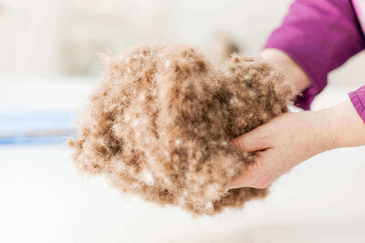 eiderdaune3.jpg__PID:95bf9306-0e2a-46af-964e-fb8cbf1dbfc0