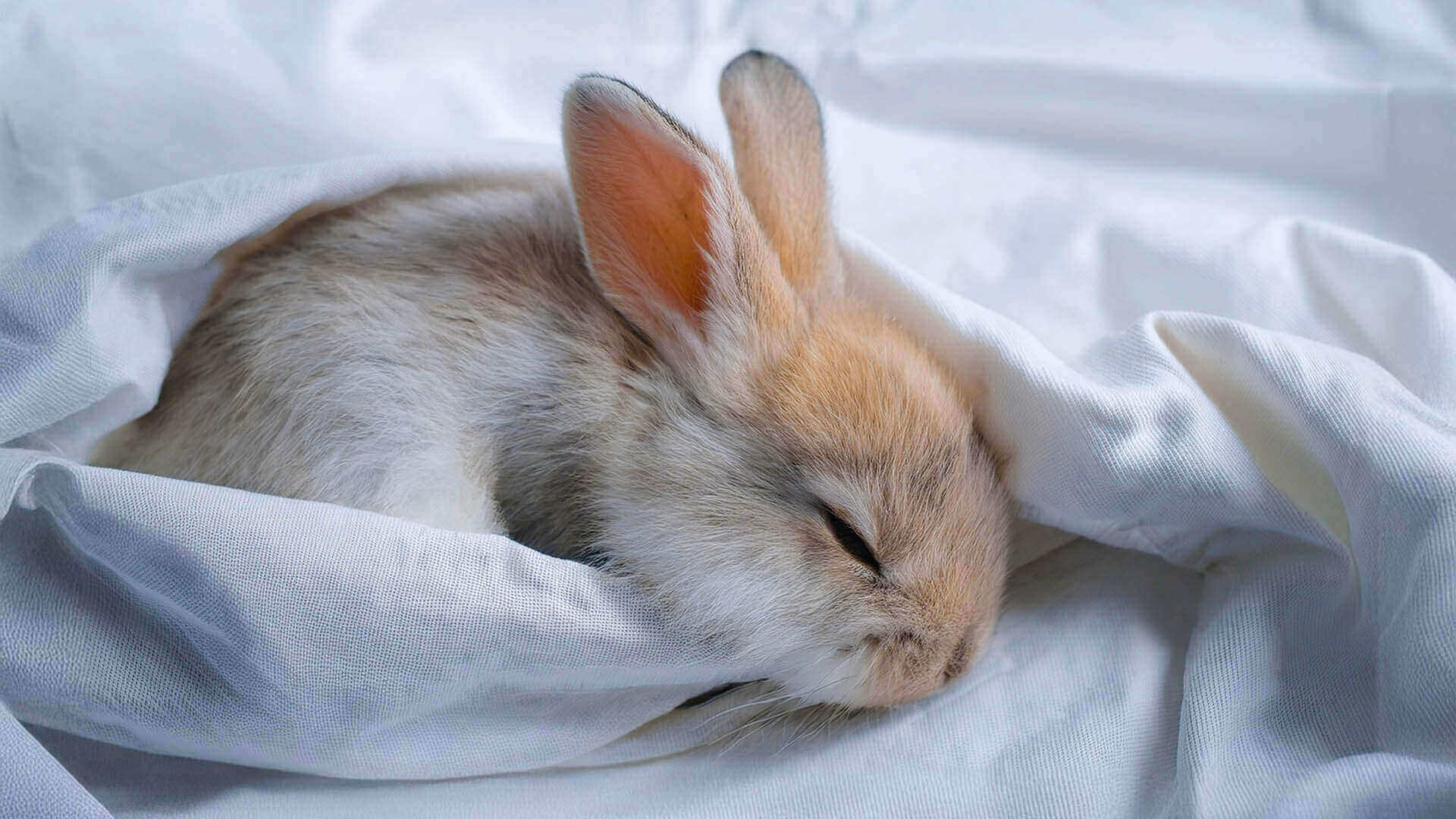 osterhase_web.jpg__PID:ddea6831-3c64-4d76-b409-a0a664d87987