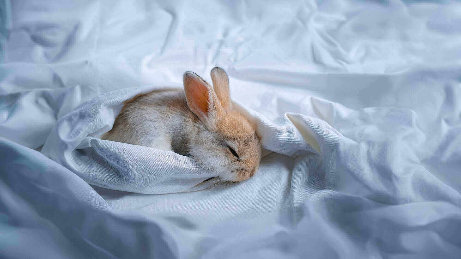 osterhase_web.jpg__PID:83f575fe-4111-4474-b2f6-6ba6482646c1